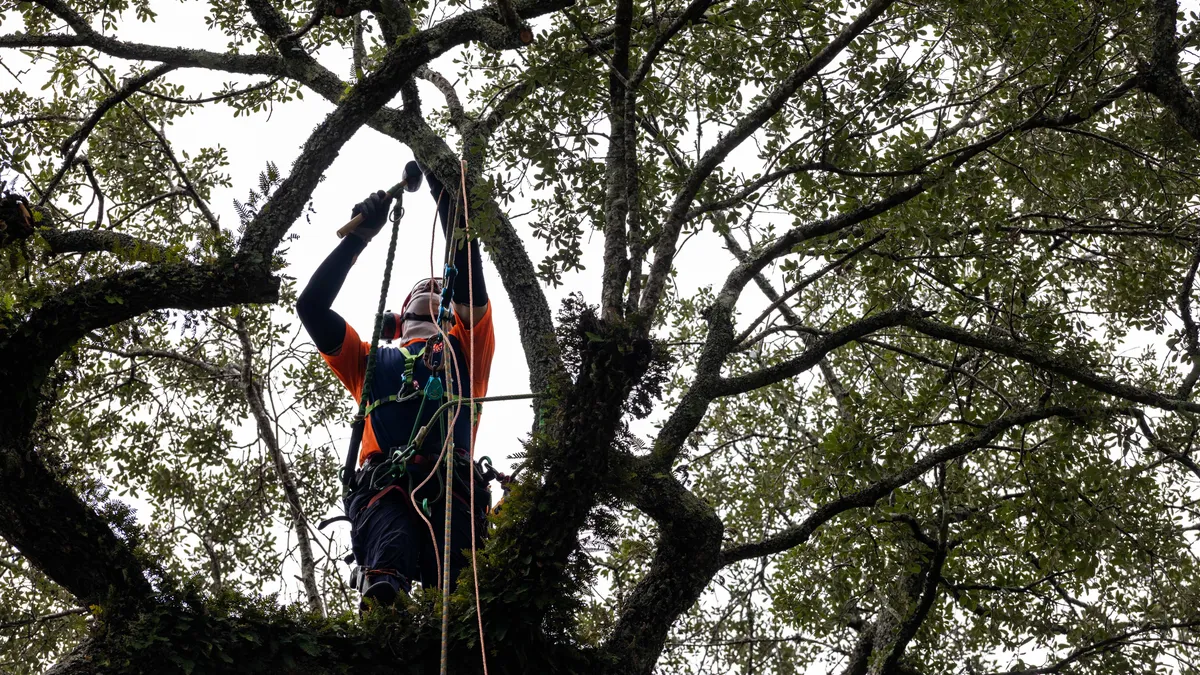 91296955007-081226-sav-a-tree-eutawville-42