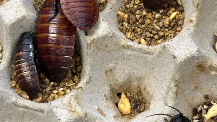 Cockroach contraband valued at more than $140,000 seized in Australia
