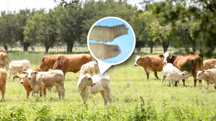 Flesh-eating screwworms in Texas could make beef prices rise