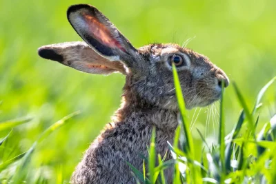 Rare disease linked to rabbits has Colorado health officials on alert