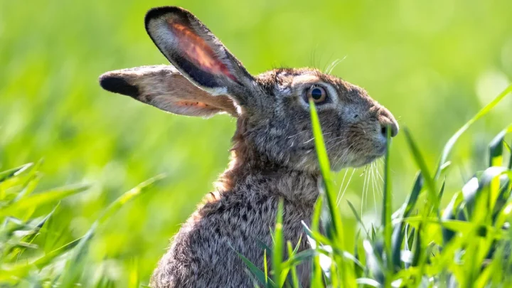 Rare disease linked to rabbits has Colorado health officials on alert