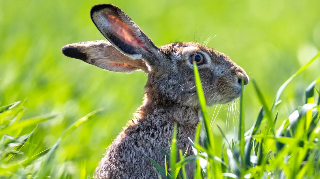 Rare disease linked to rabbits has Colorado health officials on alert