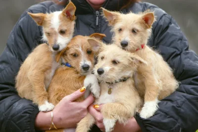 FIFA World Cup 2026: A dog breed for every competing nation