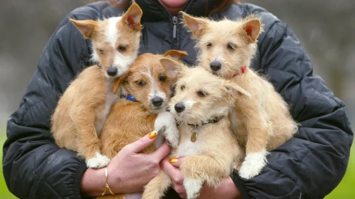 FIFA World Cup 2026: A dog breed for every competing nation