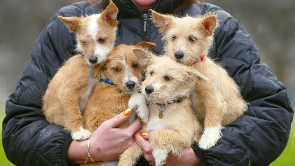 FIFA World Cup 2026: A dog breed for every competing nation