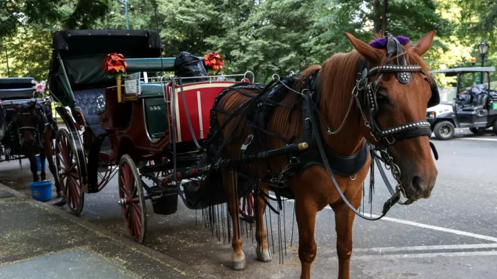 Probe launched after NYC carriage horse bolts in Central Park, killing teen