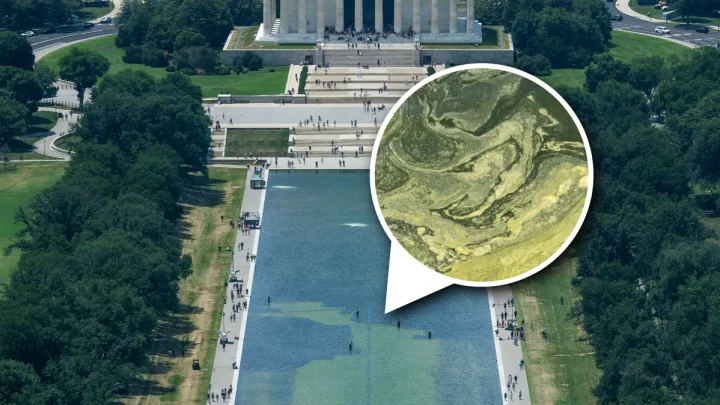 The science behind the algae bloom in Trump’s Reflecting Pool revamp