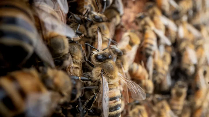 Millions of bees swarm Texas neighborhood after semitrailer overturns