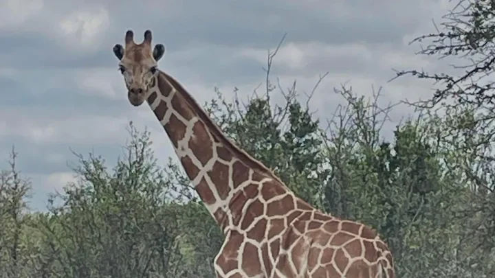 Gracie the missing giraffe is found in Texas after 2-week search