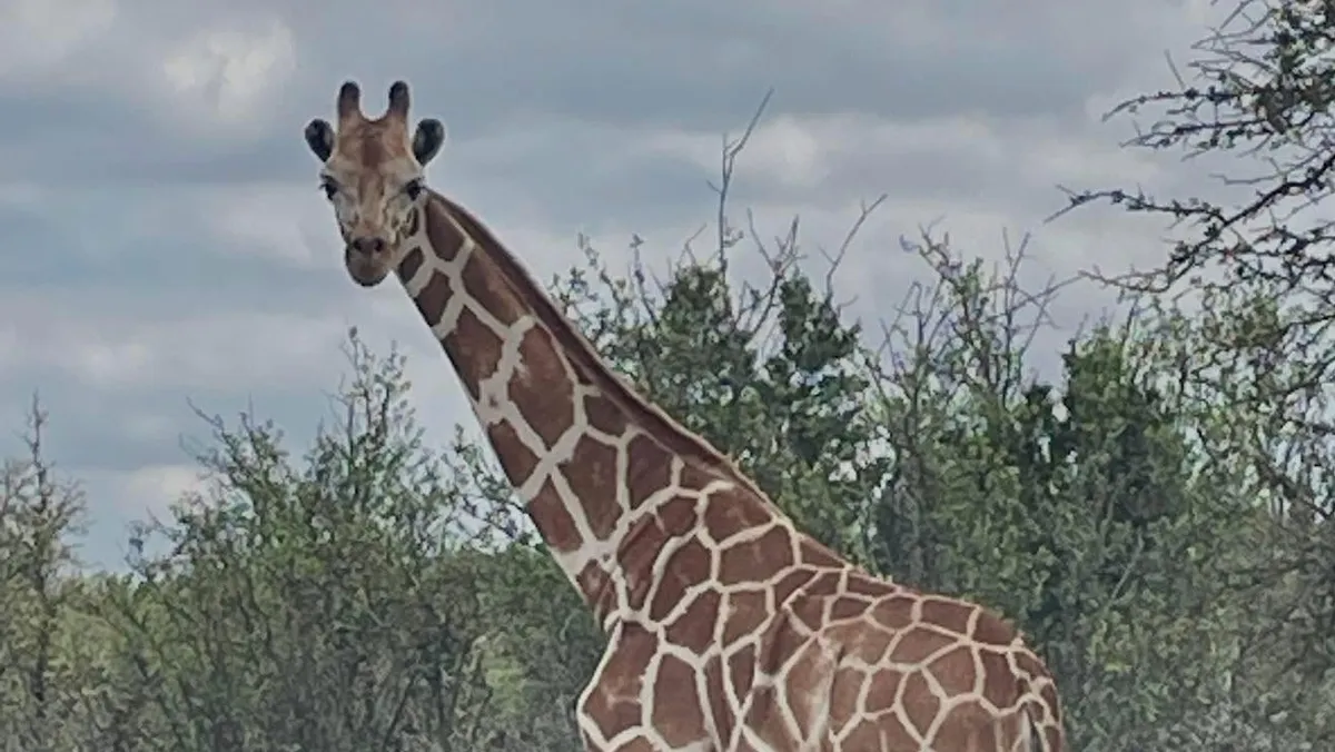 90673400007-gracie-lost-giraffe-texas-1