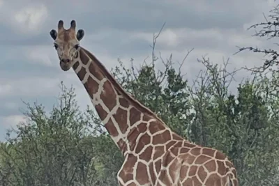 A giraffe on the loose in Texas? All your questions answered
