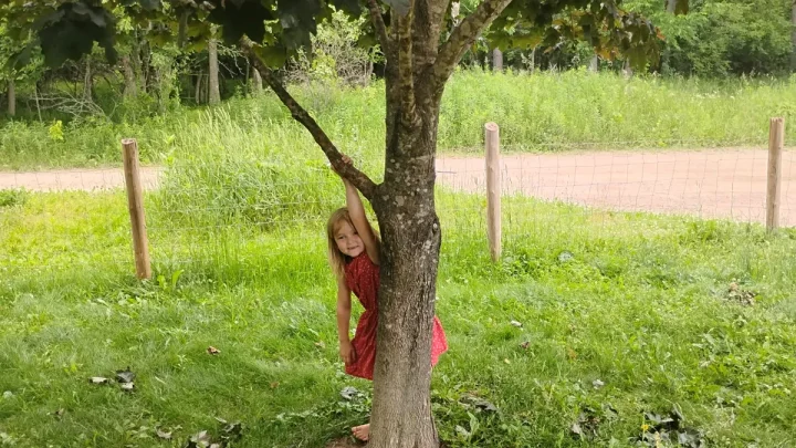 Family says 6-year-old bitten by rabid bat outside Wisconsin home