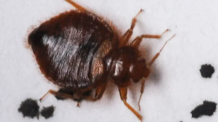 Don’t let the bed bugs bite! Orkin lists worst cities for bed bugs