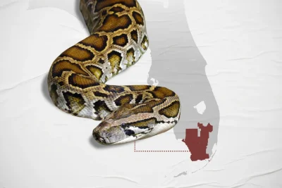 Florida Python Challenge is back. Why the state wants more snake hunters