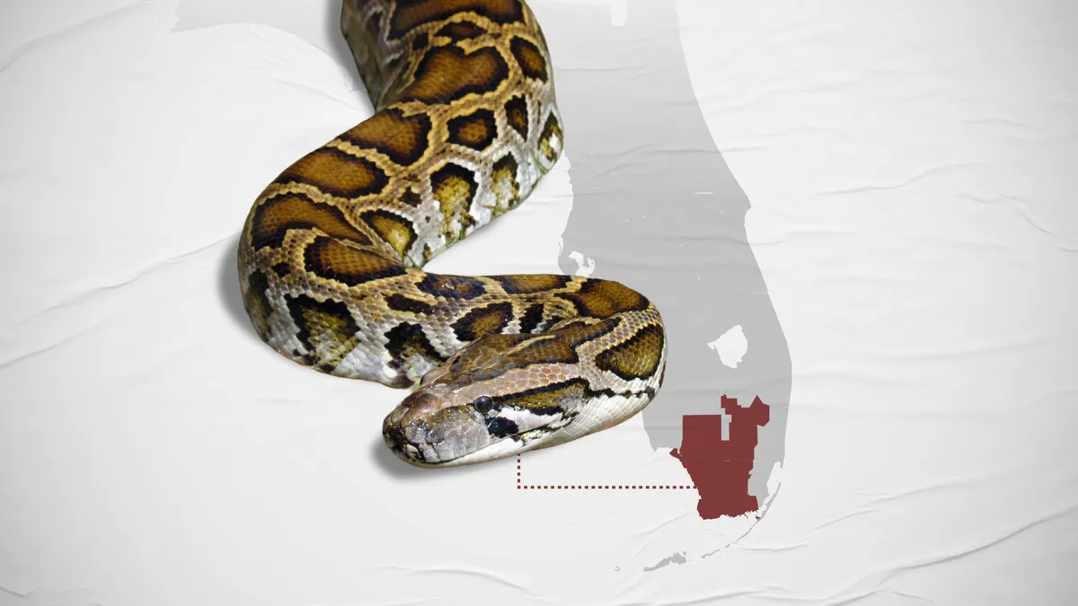 90846364007-python-topper