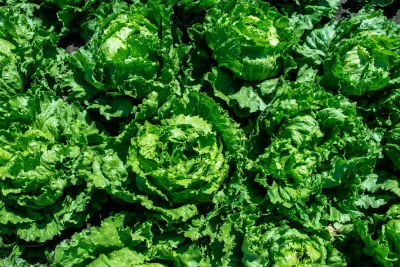 Taylor Farms lettuce tests negative for cyclospora, Mexican officials say