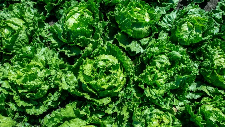 Taylor Farms lettuce tests negative for cyclospora, Mexican officials say