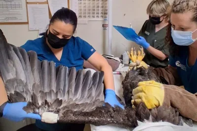 As bald eagle Jackie receives treatment, her family guards their nest