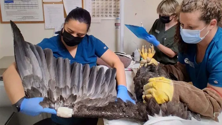 As bald eagle Jackie receives treatment, her family guards their nest