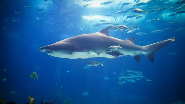 Shark myths debunked: Inside the world of sharks