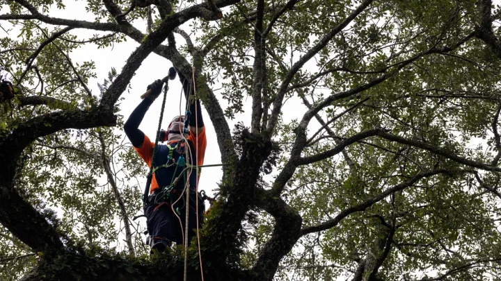 This one-of-a-kind tree is in trouble. Can it be saved?
