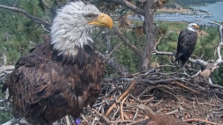 ‘Shadow’s not alone’: Bald eagle fans mourning Jackie find ray of hope