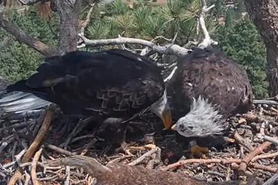 It’s official: Shadow the bald eagle’s new companion is named Kaydee