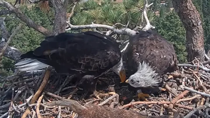 It’s official: Shadow the bald eagle’s new companion is named Kaydee