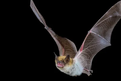 Doctor wakes up to bat in her mouth: ‘I thought I was still dreaming’
