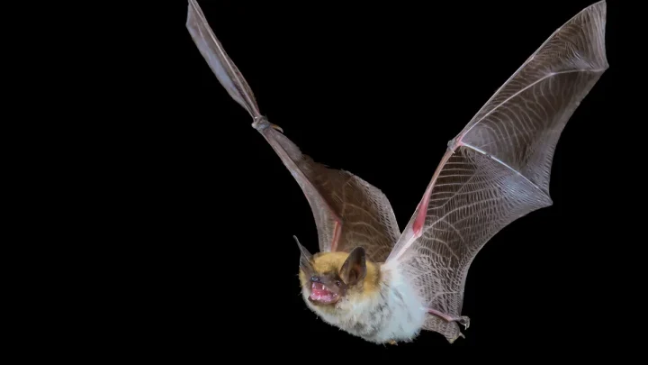 Doctor wakes up to bat in her mouth: ‘I thought I was still dreaming’
