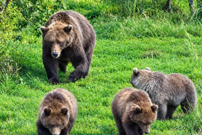 Fat Bear Week contestants revealed. See list of competing bears