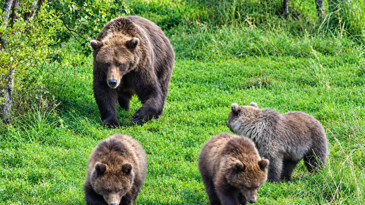Fat Bear Week contestants revealed. See list of competing bears